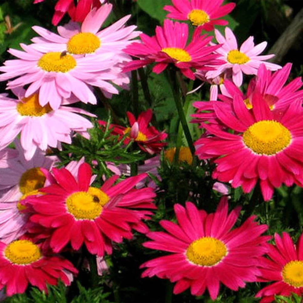 Chrysanthemum Robinson's Flower seeds for Planting Pollinator Friendly Heirloom & GMO Free Seeds for Home Garden