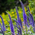 Veronica Flower seeds for Planting Seasonal Bloomer, Heirloom & GMO Free Seeds for Home Garden seeds for planting