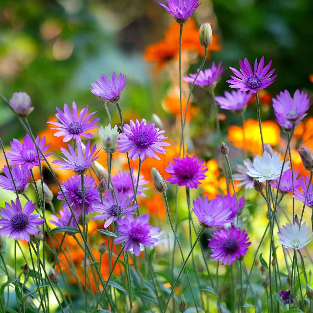 Premium Lavender Xeranthemum Flower seeds for Planting Long Bloom Season, Heirloom & GMO Free Seeds for Home Garden seeds