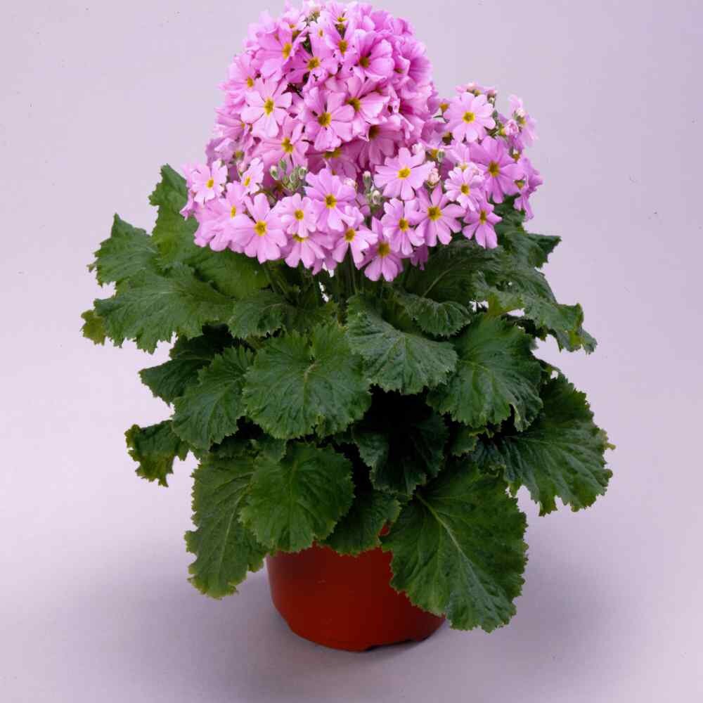 Pink Primula Malacoides Flower seeds for Planting Premium Quality, Heirloom & GMO Free Seeds for Home Garden vegetable and garden seeds