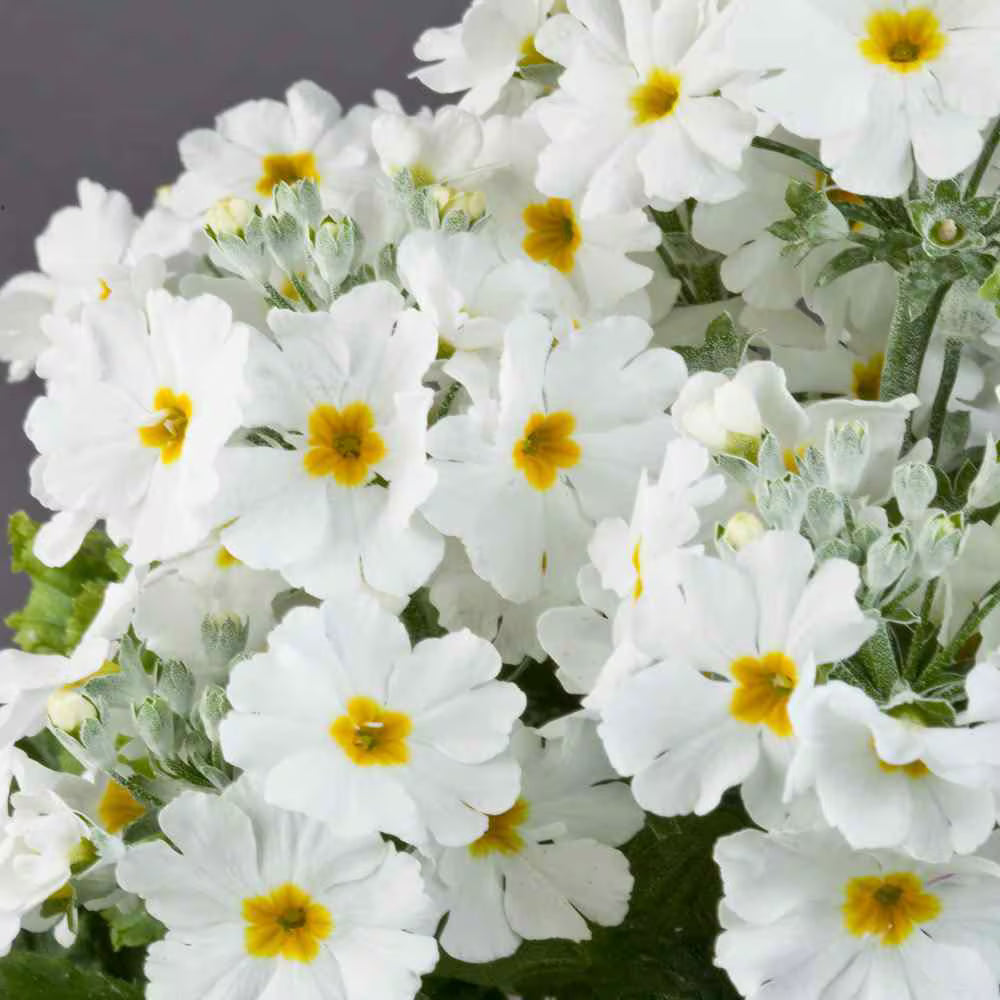 Pink Red Primula Malacoides Flower seeds for Planting Shade Tolerant Heirloom & GMO Free Seeds for Home Garden