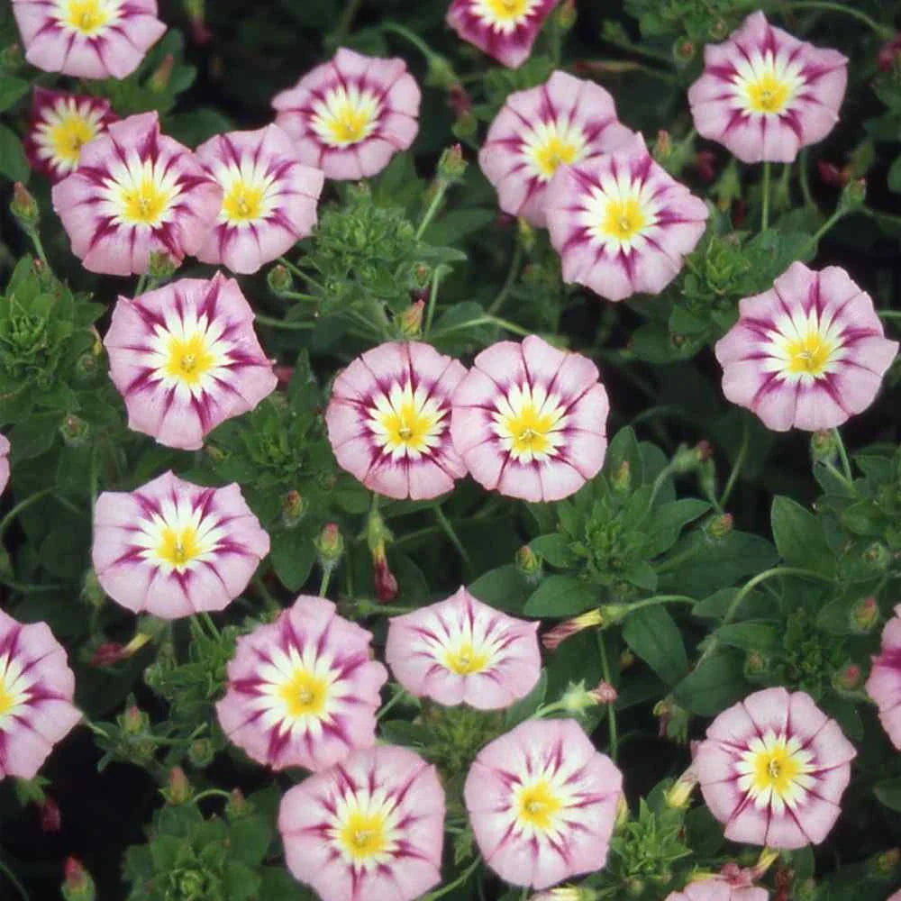 Pink Yellow Leucanthemum Flower seeds for Planting Easy to Grow, Heirloom & GMO Free Seeds for Home Garden vegetable and garden seeds