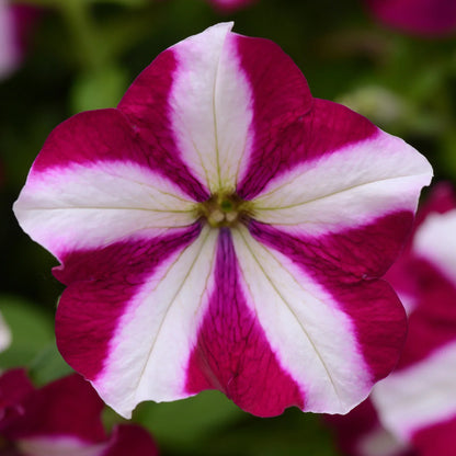 Burgundy White Petunia Flower seeds for Planting Perfect for Borders Heirloom & GMO Free Seeds for Home Garden