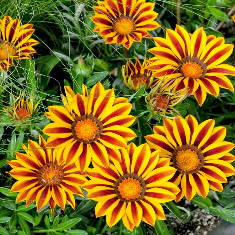 Yellow Red Gazania Rigens Flower seeds for Planting Premium Quality, Heirloom & GMO Free Seeds for Home Garden seeds for planting