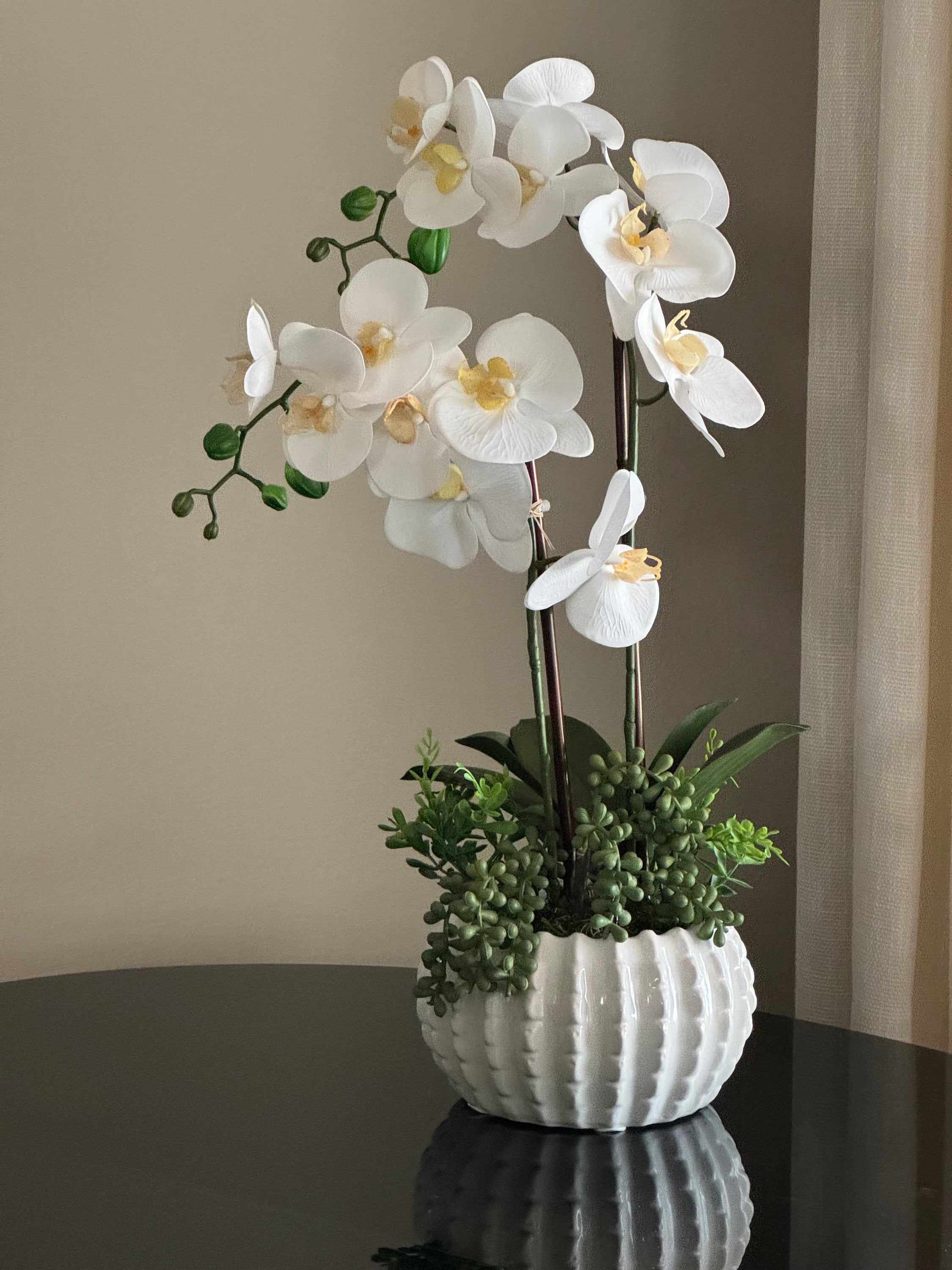 Premium White Phalaenopsis Orchid Flower seeds for Planting Pollinator Friendly, Heirloom & GMO Free Seeds for Home Garden seeds