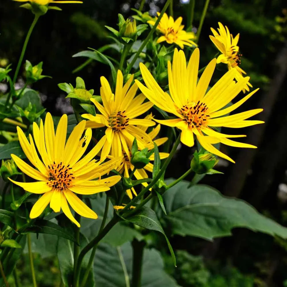 Yellow Silphium Perfoliatum Flower seeds for Planting Shade Tolerant, Heirloom & GMO Free Seeds for Home Garden seeds for planting