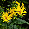 Yellow Silphium Perfoliatum Flower seeds for Planting Shade Tolerant, Heirloom & GMO Free Seeds for Home Garden seeds for planting