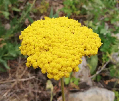 Achillea Flower seeds for Planting Compact Growth Heirloom & GMO Free Seeds for Home Garden