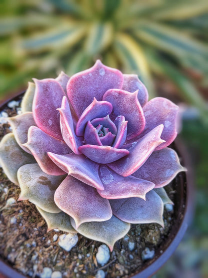 Succulent Flower seeds for Planting Shade Tolerant Heirloom & GMO Free Seeds for Home Garden