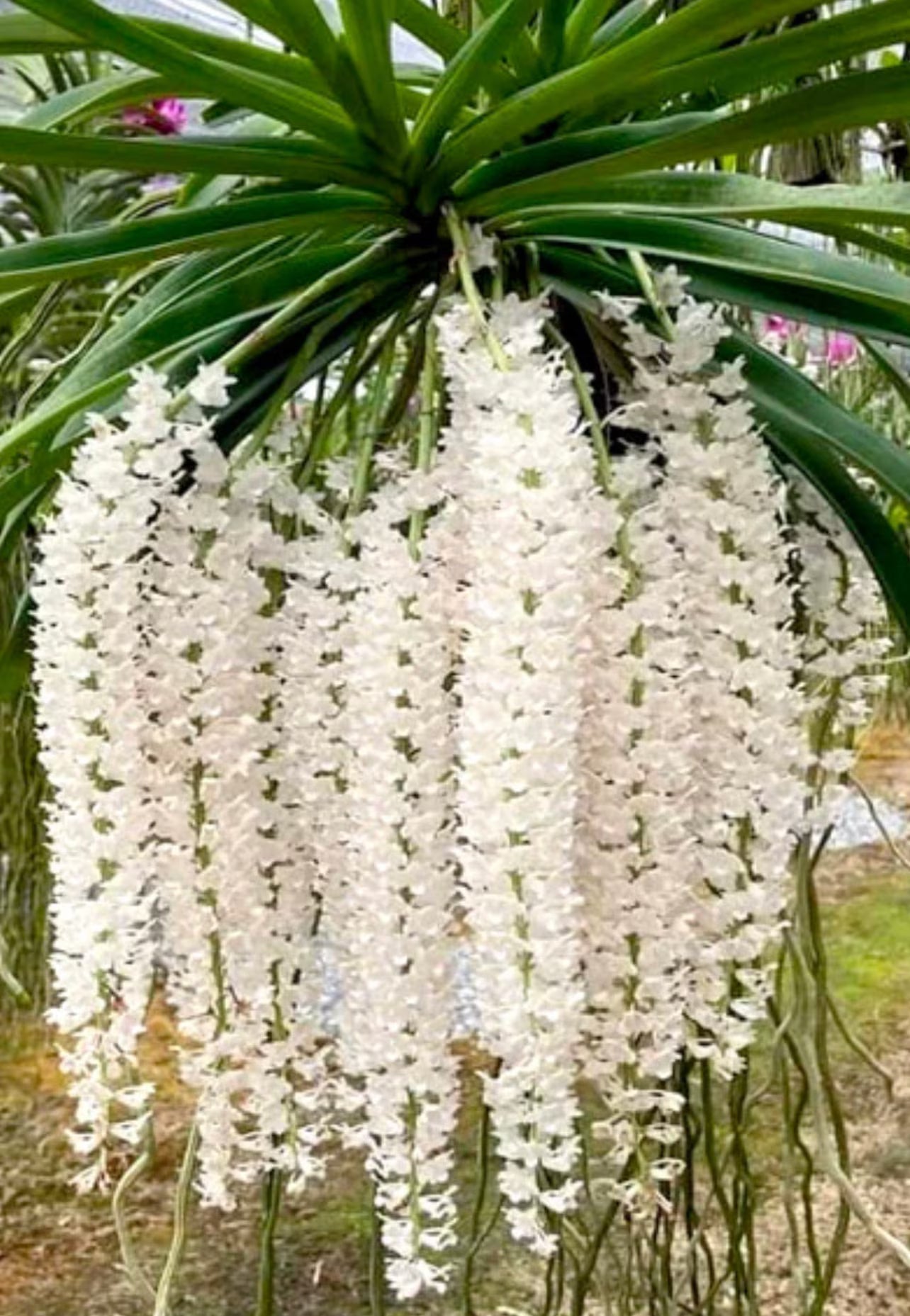 Rhynchostylis Retusa Alba Flower seeds for Planting Premium Quality Heirloom & GMO Free Seeds for Home Garden