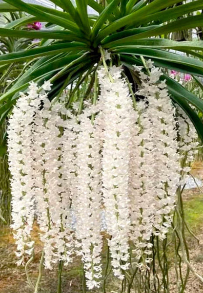 Rhynchostylis Retusa Alba Flower seeds for Planting Premium Quality Heirloom & GMO Free Seeds for Home Garden