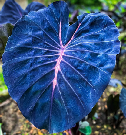 Sky Blue Caladium Flower seeds for Planting - Low Maintenance, Heirloom & GMO Free Seeds for Home Garden