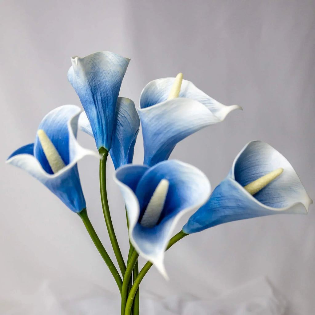 Sky Blue Calla Flower seeds for Planting Shade Tolerant, Heirloom & GMO Free Seeds for Home Garden vegetable and garden seeds
