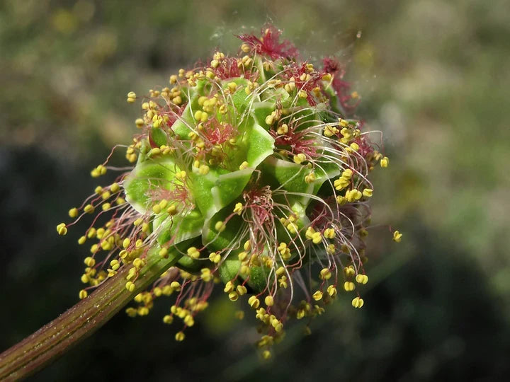 Sanguisorba Flower seeds for Planting Hardy Variety Heirloom & GMO Free Seeds for Home Garden