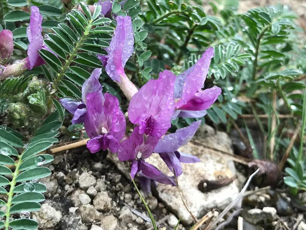 Premium Astragalus Lavender Flower seeds for Planting Garden Favorite, Heirloom & GMO Free Seeds for Home Garden seeds