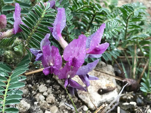 Premium Astragalus Lavender Flower seeds for Planting Garden Favorite, Heirloom & GMO Free Seeds for Home Garden seeds