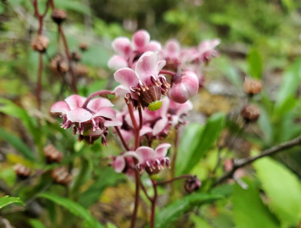 Red Chimaphila Flower seeds for Planting - Cottage Garden Essential, Heirloom & GMO Free Seeds for Home Garden