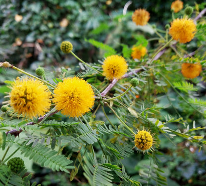Acacia Perennial Flower Seeds Planting Mixed