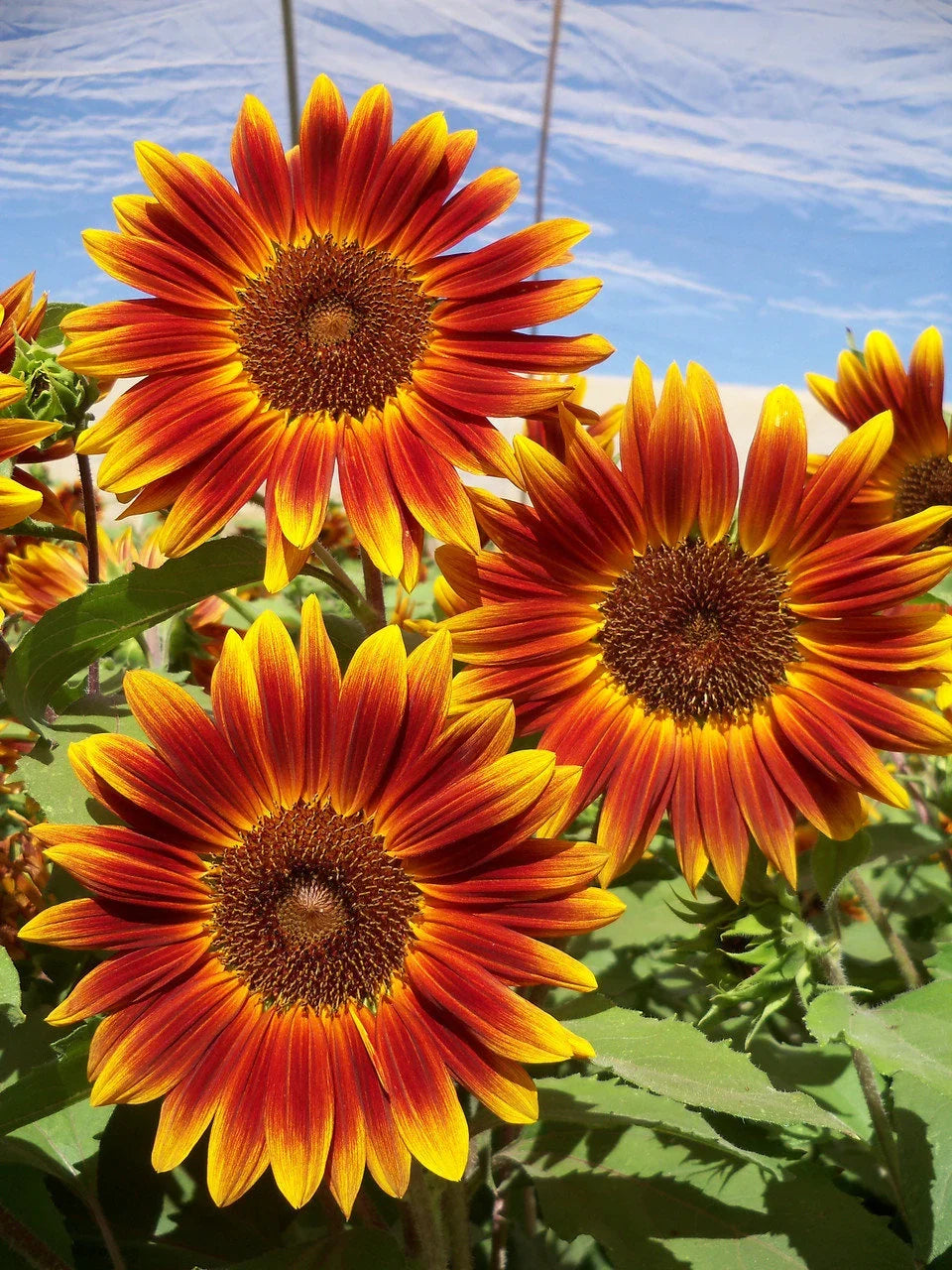Premium Orange Red SunFlower seeds for Planting Fragrant Blossoms, Heirloom & GMO Free Seeds for Home Garden seeds