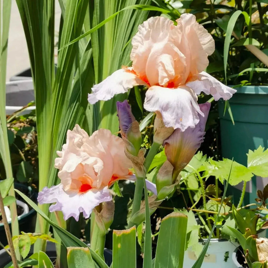 Pink White Germanica Flower seeds for Planting Bright Blooms, Heirloom & GMO Free Seeds for Home Garden seeds for planting