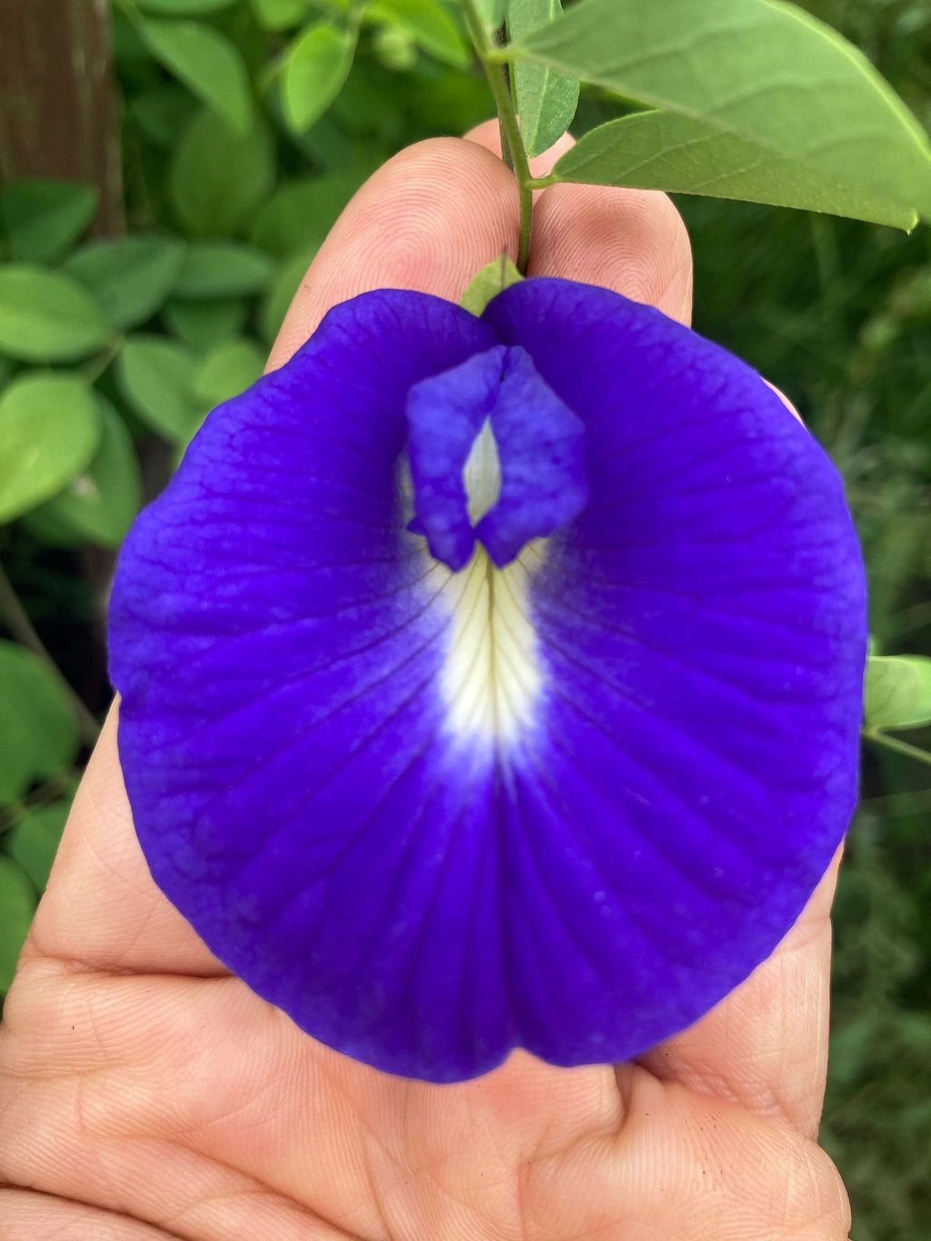 Premium Fresh Clitoria Flower seeds for Planting Hardy Variety, Heirloom & GMO Free Seeds for Home Garden seeds