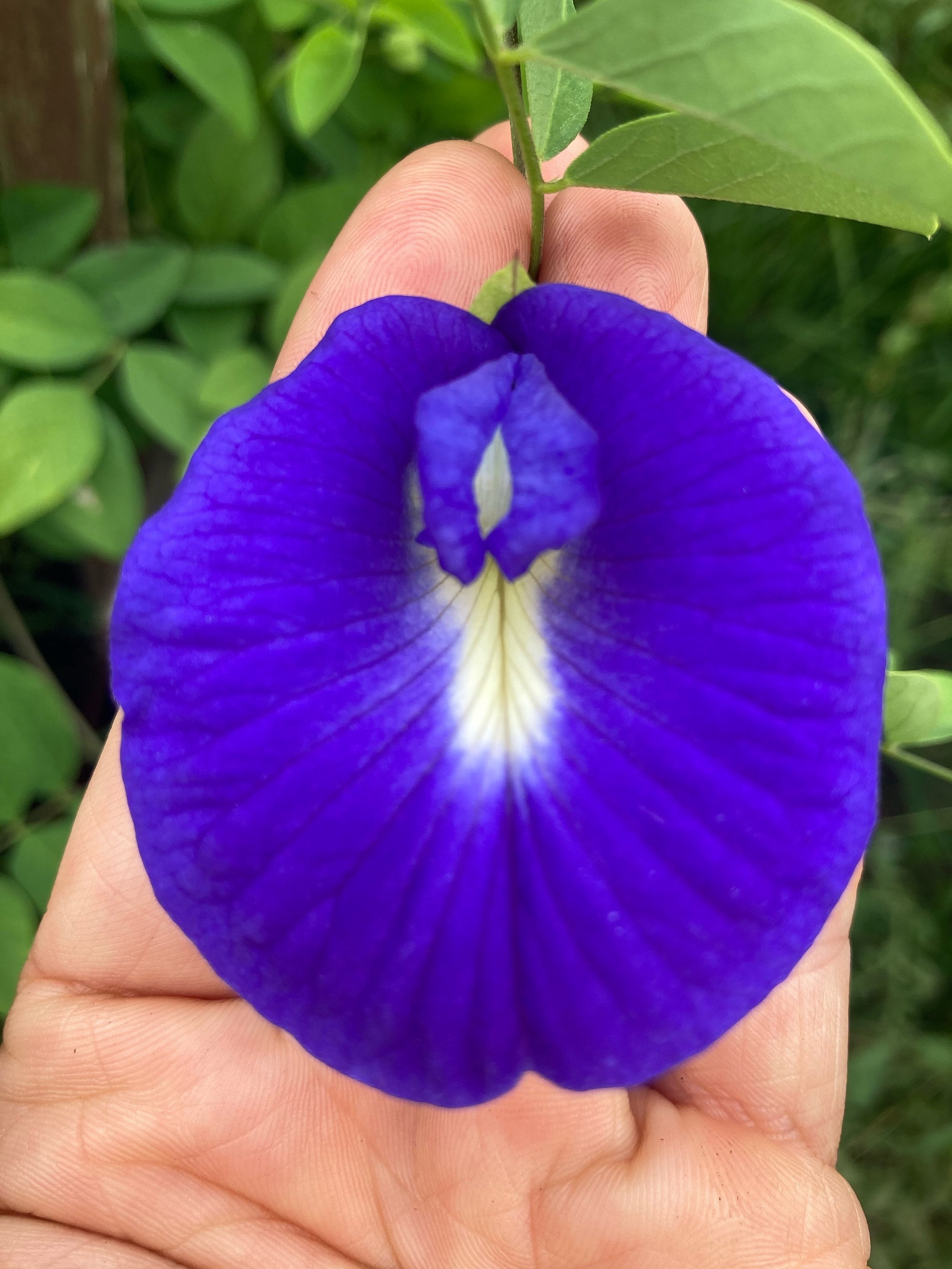 Premium Fresh Clitoria Flower seeds for Planting Hardy Variety, Heirloom & GMO Free Seeds for Home Garden seeds