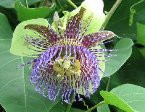 Sweet Grenadilla Passiflora Flower seeds for Planting Colorful Display Heirloom & GMO Free Seeds for Home Garden