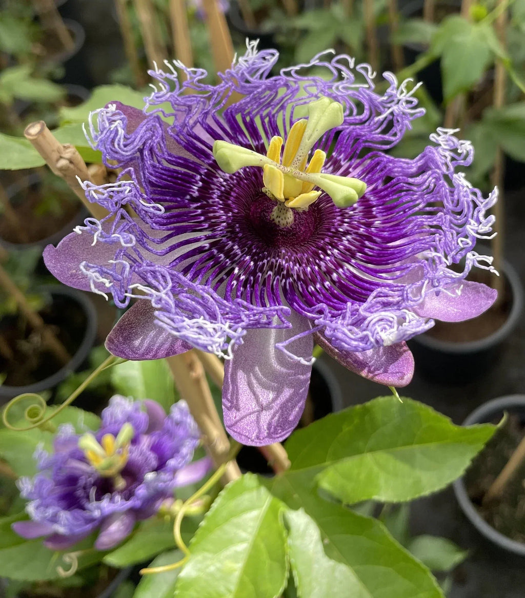 Premium Purple Passiflora Incarnata Flower seeds for Planting Fragrant Blossoms, Heirloom & GMO Free Seeds for Home Garden seeds