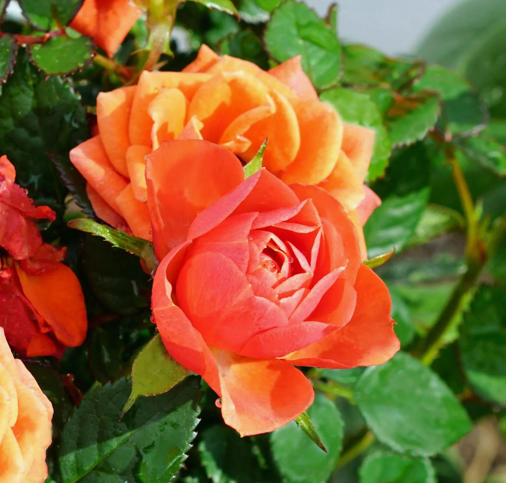 High quality Full Orange Climbing Rose Flower seeds for Planting Easy to Grow, Heirloom & GMO Free Seeds for Home Garden seeds pack