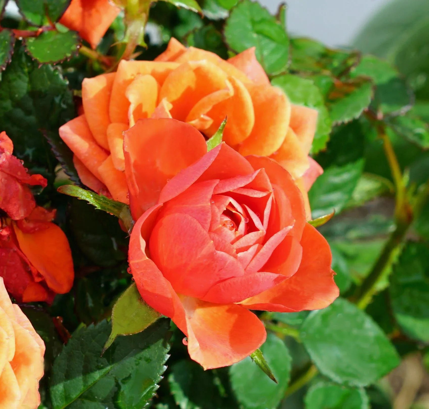 High quality Full Orange Climbing Rose Flower seeds for Planting Easy to Grow, Heirloom & GMO Free Seeds for Home Garden seeds pack