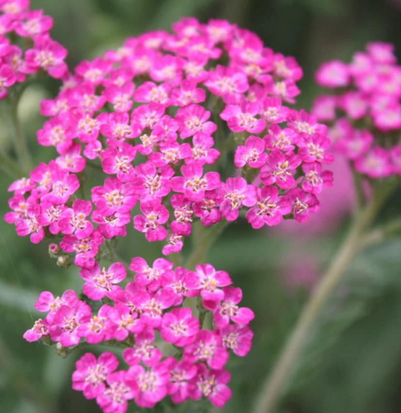 Premium Pink Cerise Flower seeds for Planting Cottage Garden Essential, Heirloom & GMO Free Seeds for Home Garden seeds