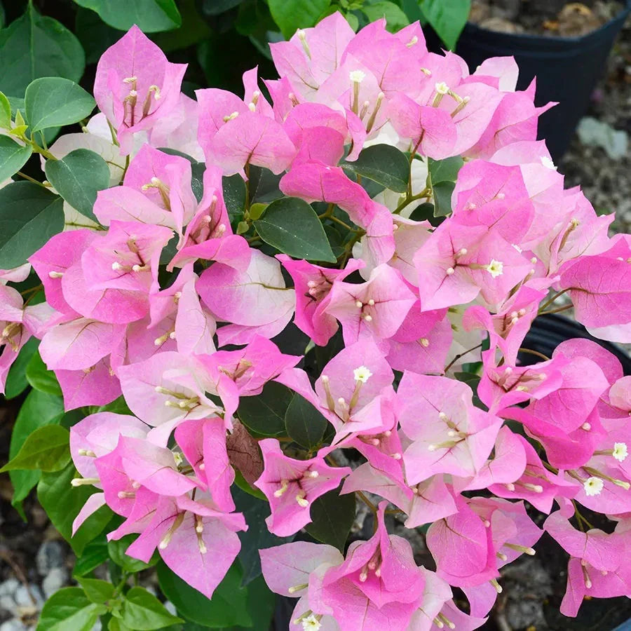 Baby Pink Bougainvillea Flower seeds for Planting Perfect for Borders, Heirloom & GMO Free Seeds for Home Garden vegetable and garden seeds
