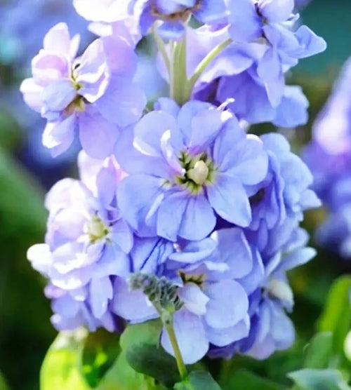 Blue Matthiola Incana Flower seeds for Planting Garden Favorite, Heirloom & GMO Free Seeds for Home Garden seeds for planting