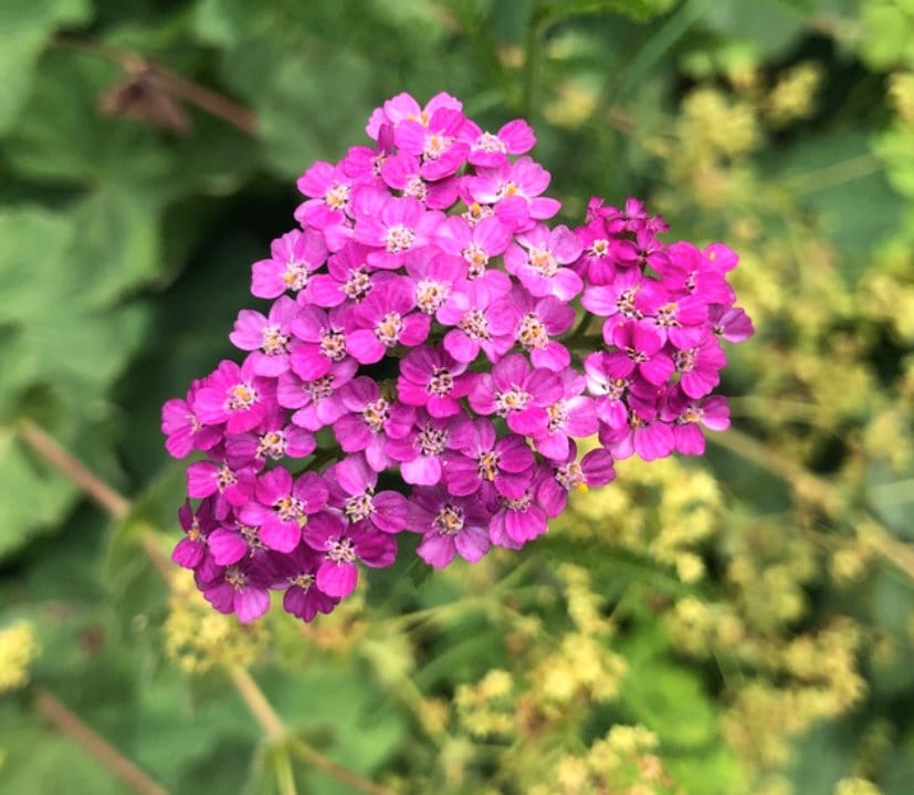 Pink Cerise Flower seeds for Planting Cottage Garden Essential, Heirloom & GMO Free Seeds for Home Garden vegetable and garden seeds