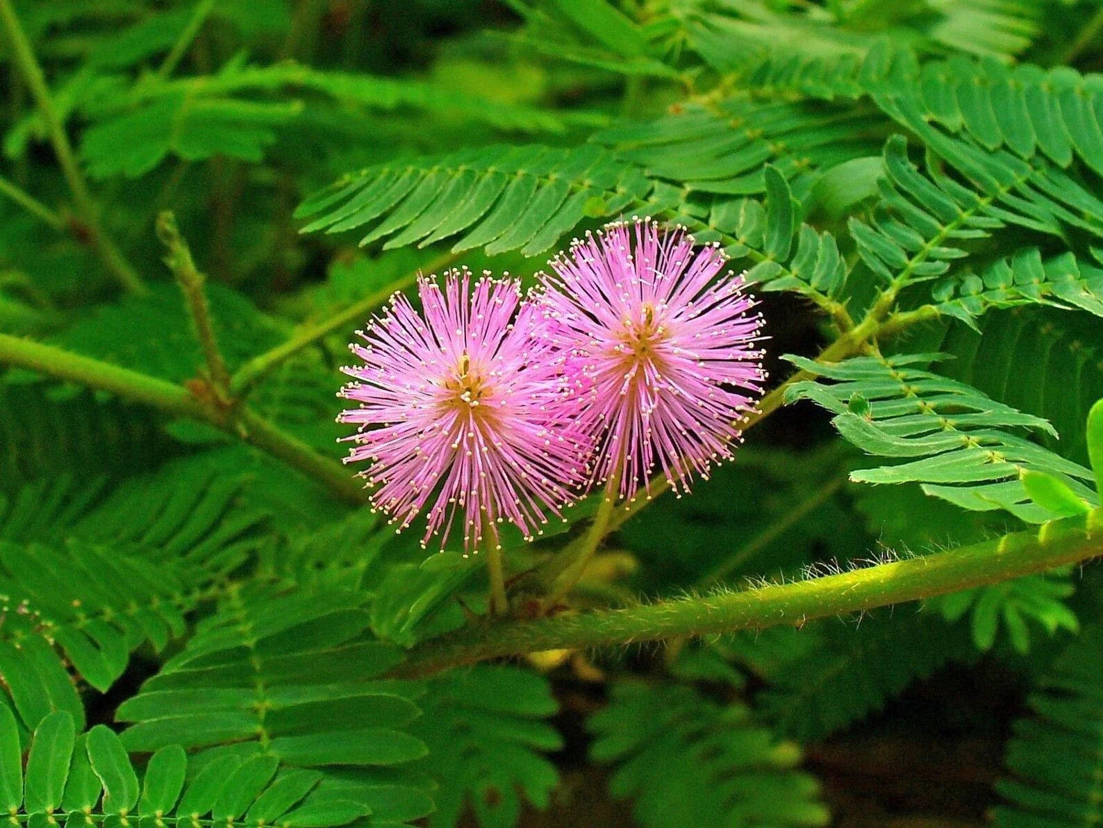 Premium Mimosa Pudica, Touch me not, Lajalu, Sensitive Plant seeds for Planting Cut Flower Favorite, Heirloom & GMO Free Seeds for Home Garden seeds