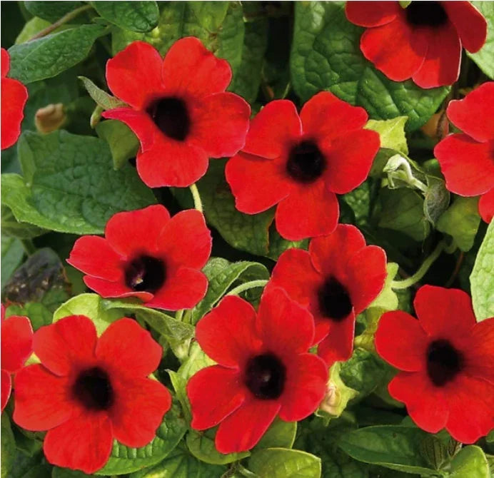 Premium Alata Flower seeds for Planting Drought Tolerant, Heirloom & GMO Free Seeds for Home Garden seeds