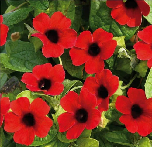 Premium Alata Flower seeds for Planting Drought Tolerant, Heirloom & GMO Free Seeds for Home Garden seeds