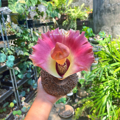 Elephant Foot Yam Flower seeds for Planting - Vibrant Colors, Heirloom & GMO Free Seeds for Home Garden