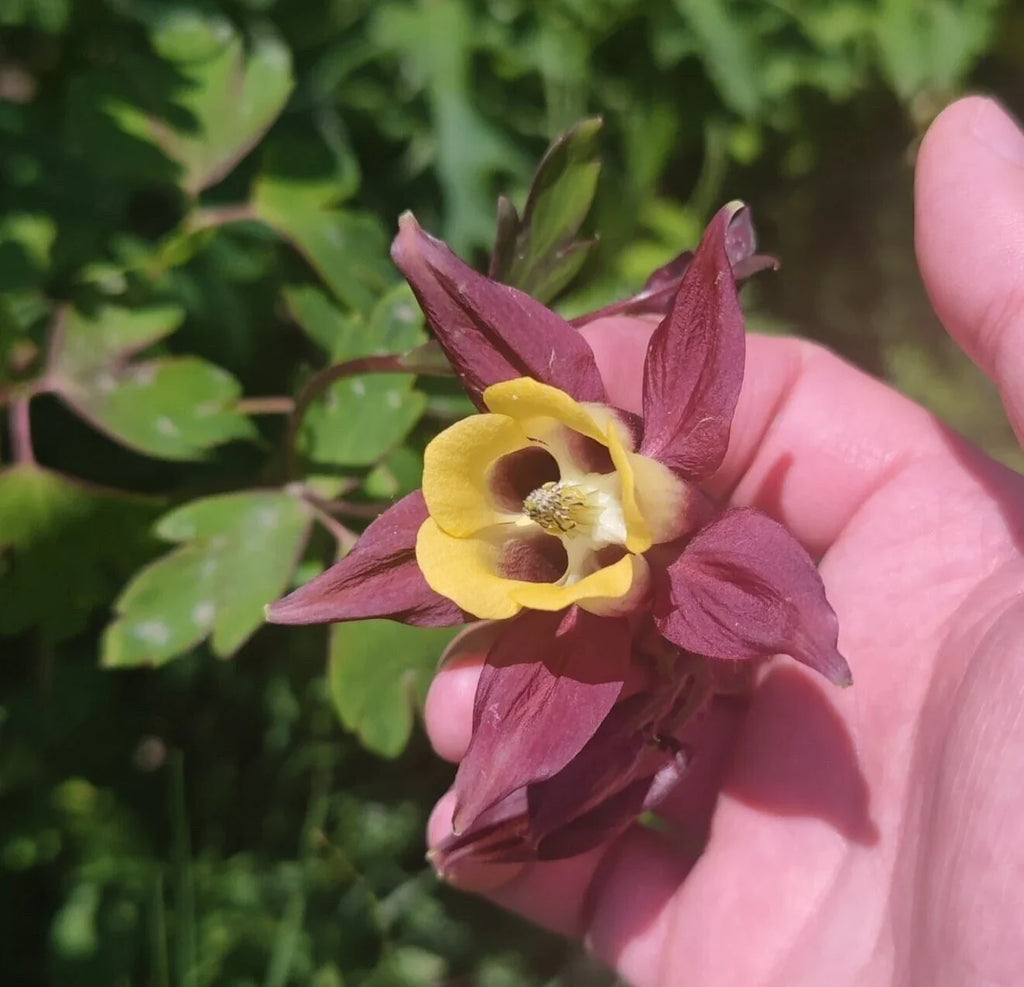 Buergeriana Flower seeds for Planting Fragrant Blossoms, Heirloom & GMO Free Seeds for Home Garden vegetable and garden seeds