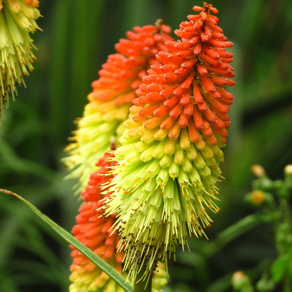 Fresh Caulescens Flower seeds for Planting Wildflower Mix, Heirloom & GMO Free Seeds for Home Garden vegetable and garden seeds