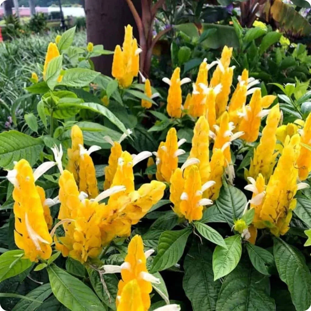 Premium Yellow Pachystachys Lutea Flower seeds for Planting Sun Loving, Heirloom & GMO Free Seeds for Home Garden seeds