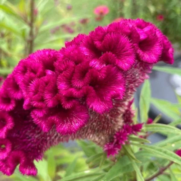 Premium Dark Pink Celosia Seeds Flower seeds for Planting Seasonal Bloomer, Heirloom & GMO Free Seeds for Home Garden seeds