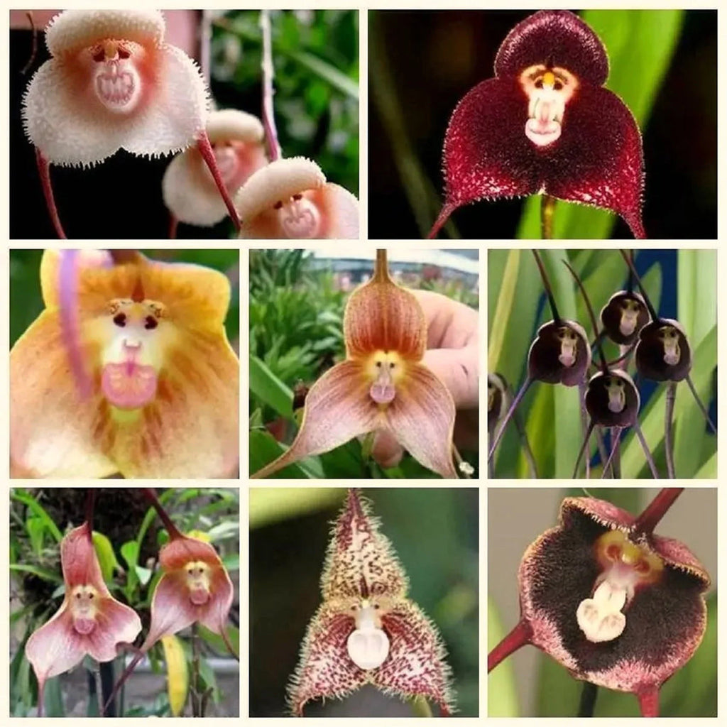 Mixed Monkey Face Orchid Flower seeds for Planting Cut Flower Favorite, Heirloom & GMO Free Seeds for Home Garden seeds for planting