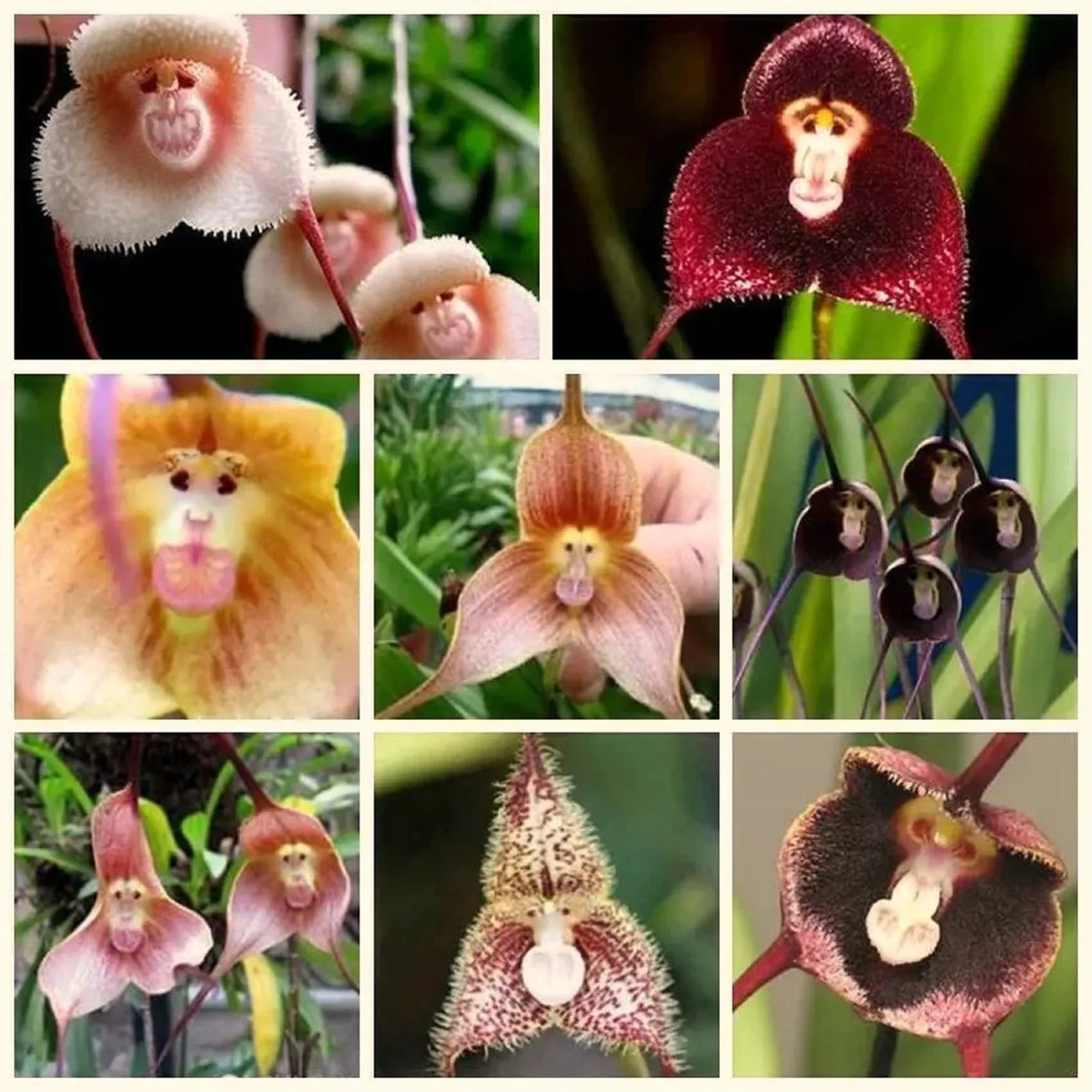 Mixed Monkey Face Orchid Flower seeds for Planting Cut Flower Favorite, Heirloom & GMO Free Seeds for Home Garden seeds for planting