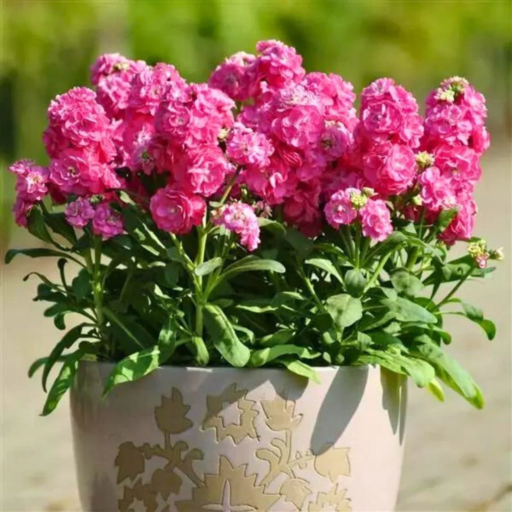 Pink Matthiola Incana Flower seeds for Planting Long Bloom Season, Heirloom & GMO Free Seeds for Home Garden vegetable and garden seeds