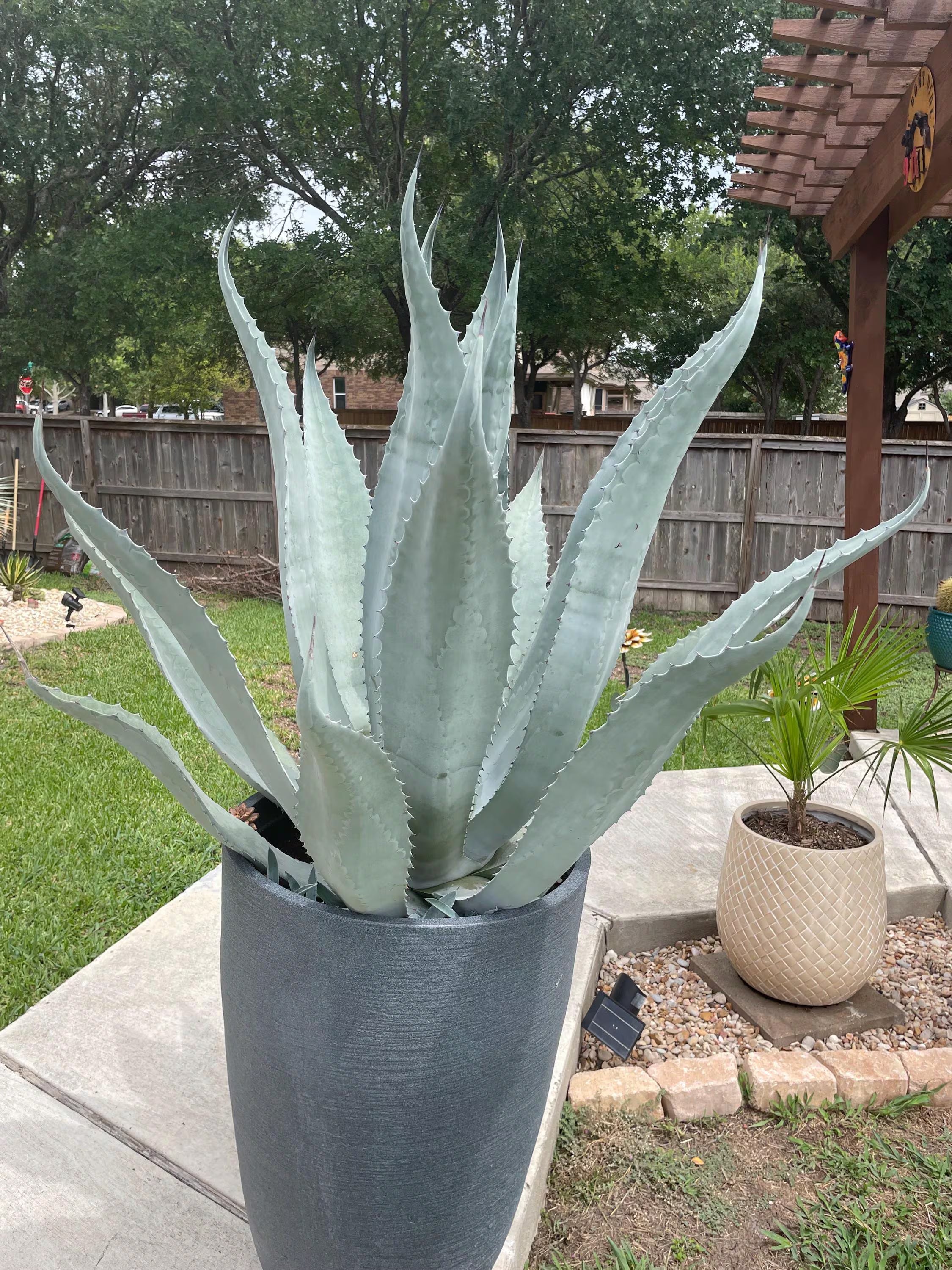 Silver Agave Flower seeds for Planting Hardy Variety, Heirloom & GMO Free Seeds for Home Garden seeds for planting