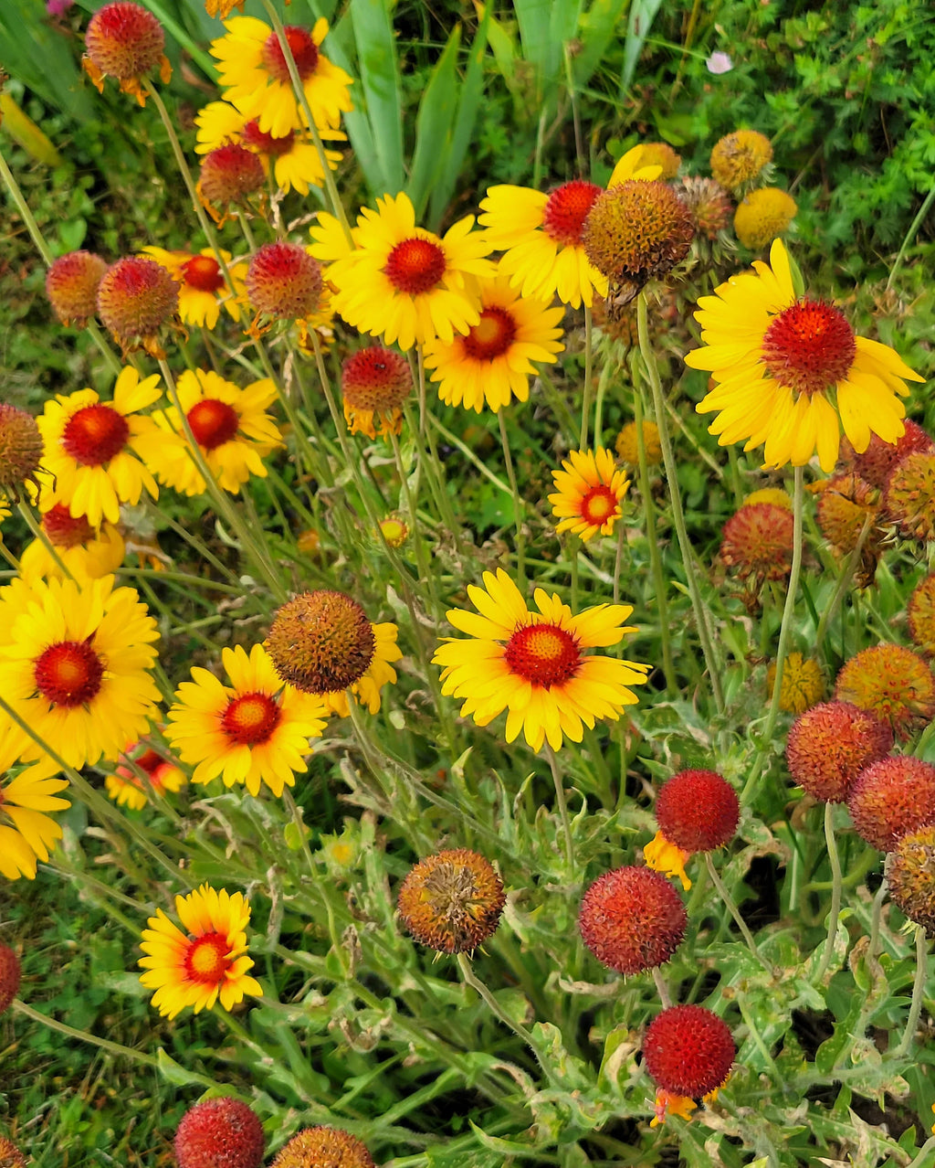 High quality Yellow Gaillardia Flower seeds for Planting Garden Favorite, Heirloom & GMO Free Seeds for Home Garden seeds pack
