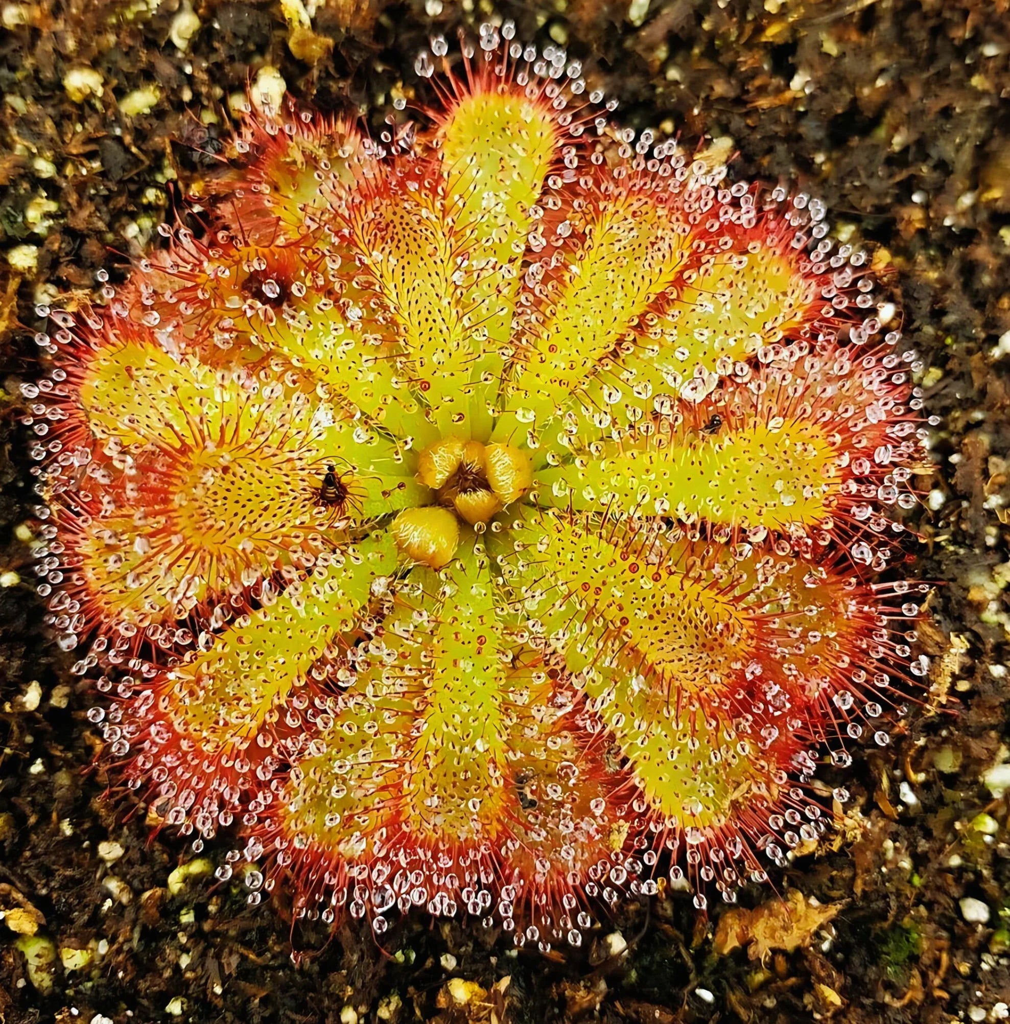 Premium Sundew Flower seeds for Planting Premium Quality, Heirloom & GMO Free Seeds for Home Garden seeds