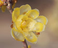 Yellow Chimonanthus Flower seeds for Planting Perfect for Borders, Heirloom & GMO Free Seeds for Home Garden seeds for planting