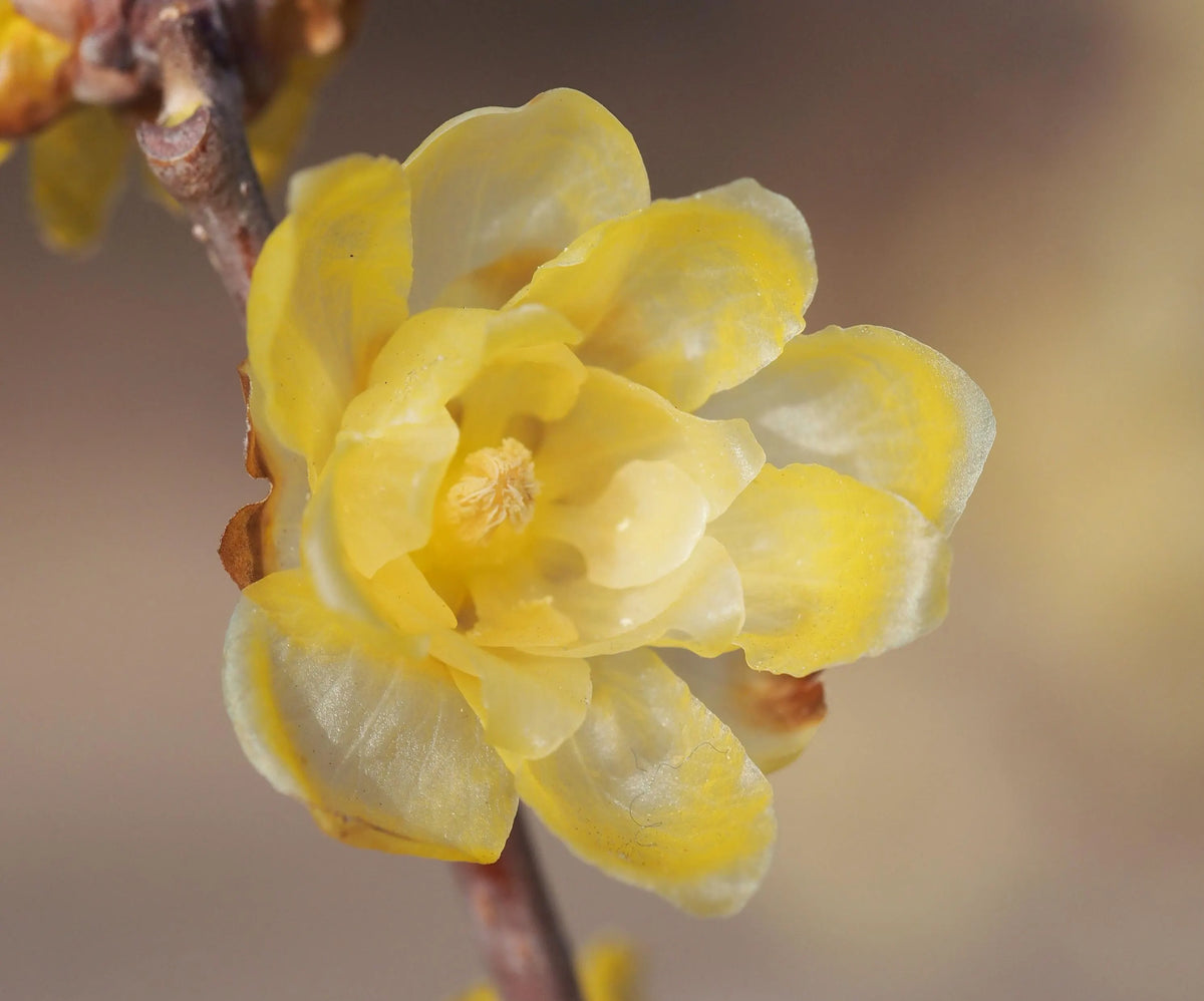 Yellow Chimonanthus Flower seeds for Planting Perfect for Borders, Heirloom & GMO Free Seeds for Home Garden seeds for planting